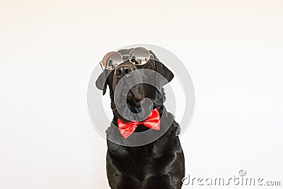 Portrait of a beautiful young black labrador wearing a red bowtie and modern sunglasses. He is looking at the camera. White Stock Photo