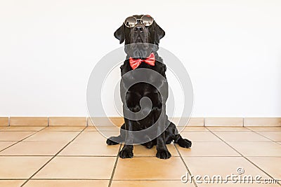 Portrait of a beautiful young black labrador wearing a red bowtie and modern sunglasses. He is looking at the camera. White Stock Photo