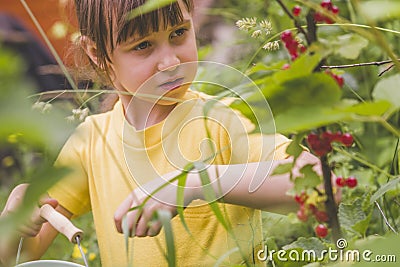 Portrait of beautiful young girl picking redcurrant outdoors in the garden. Selective focus Stock Photo