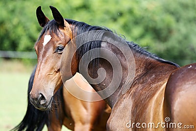 Portrait of a beautiful young purebred horse Stock Photo