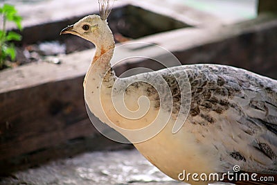 Portrait of beauty female peacock bird. Common Peafowl white Peahen resting and enjoys in nice sunny day. Stock Photo
