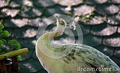 Portrait of beauty female peacock bird. Common Peafowl white Peahen on rooftop enjoys in nice sunny day. Stock Photo