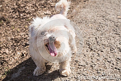 Portrait of a bichon dog Stock Photo