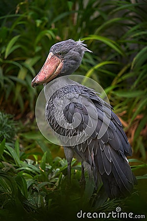 Portrait of big beak bird Shoebill, Balaeniceps rex, strange bird from Congo in Africa. Wildlife nature Stock Photo