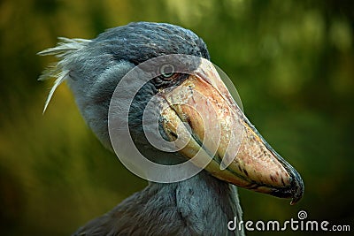 Portrait of big beak bird Shoebill, Balaeniceps rex Stock Photo