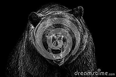 Bear portrait Stock Photo