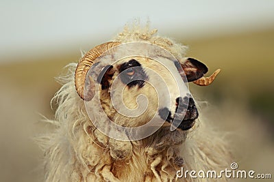 Portrait of big domestic ram Stock Photo