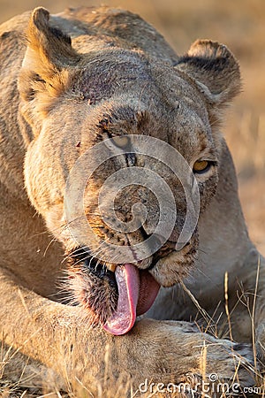 Portrait of a big lioness licking the blood from her face after eating a kill Stock Photo