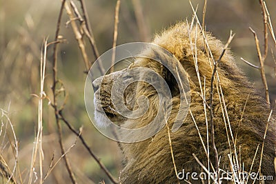 Portrait of a big male lion , profile, Kruger park, South Africa Stock Photo