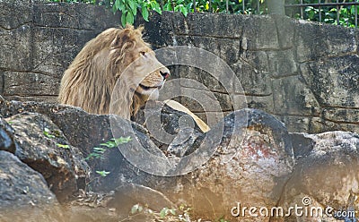 Portrait of big male lion in zoo Editorial Stock Photo
