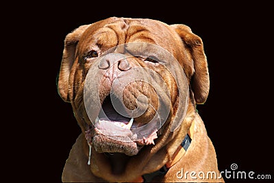 Portrait of big mastiff dog Stock Photo