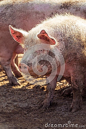 Portrait of a big pink pig smeared with mud. Livestock farm. Stock Photo