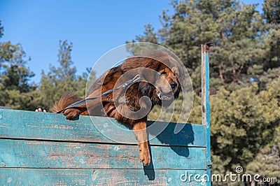 Portrait of a big red dog overcoming a sports barrier. Tibetan Mastiff jumps over the high wooden fence. Dog training for agility Stock Photo