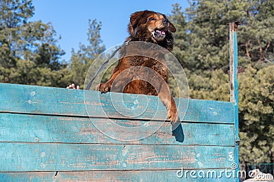Portrait of a big red dog overcoming a sports barrier. Tibetan Mastiff jumps over the high wooden fence. Dog training for agility Stock Photo