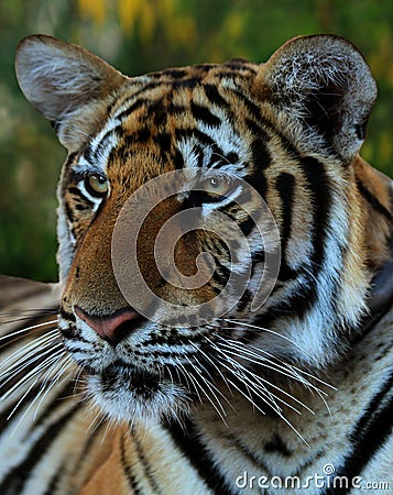 Portrait of the big tiger, Thailand, Tiger Temple