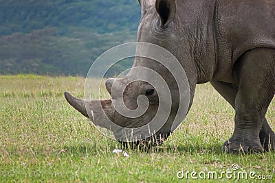 Portrait of big white rhino grazing grass in african grassland Stock Photo