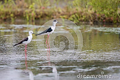 Portrait of bird - Black Winged Stilts Stock Photo