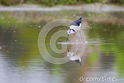 Portrait of bird - Black Winged Stilts Stock Photo