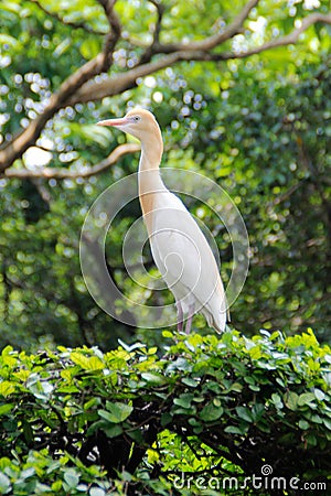 Portrait of a bird cattle egret - the most numerous bird of the heron family. Stock Photo