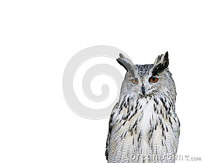 Portrait bird owl with a surprised look on white background Stock Photo