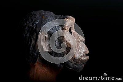 Portrait on a black background of a prehistoric hominid reproduced in miniature Stock Photo