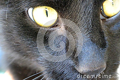 Portrait of black cat with yellow eyes.. Stock Photo