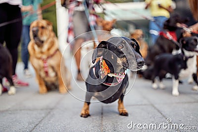Portrait of a black dachshund walking Stock Photo
