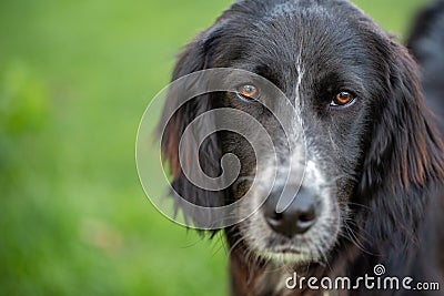 Portrait of a black english setter mix Stock Photo