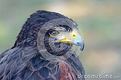 Portrait of a black falcon Stock Photo