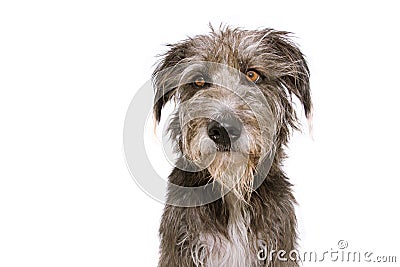 Portrait black and furry dog with sad and attentive expression. Isolated on white background Stock Photo