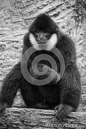 Portrait of black gibbon Stock Photo