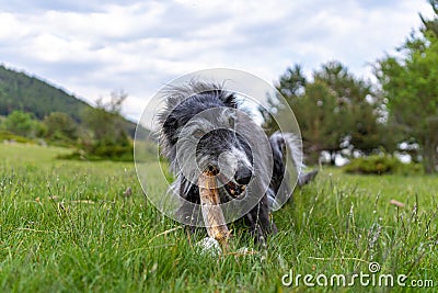 Portrait of a black greyhound biting a stick in the meadow Stock Photo