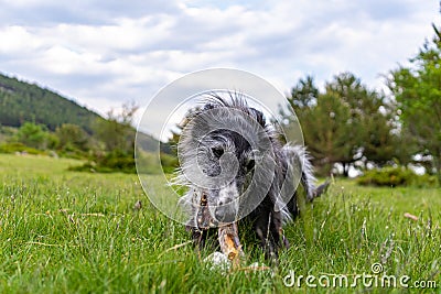 Portrait of a black greyhound biting a stick in the meadow Stock Photo