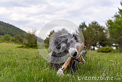 Portrait of a black greyhound biting a stick in the meadow Stock Photo