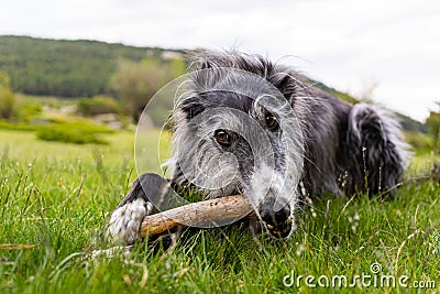 Portrait of a black greyhound biting a stick in the meadow Stock Photo