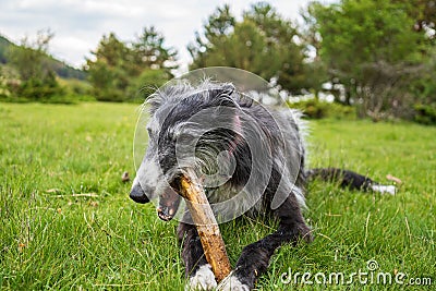 Portrait of a black greyhound biting a stick in the meadow Stock Photo