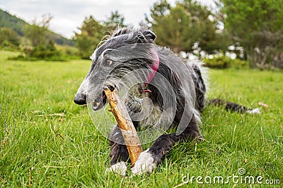 Portrait of a black greyhound biting a stick in the meadow Stock Photo