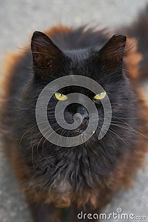 Portrait of black homeless cat with a circumcised ear. Cat looks Stock Photo