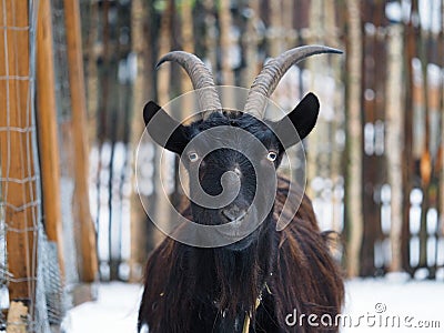 Portrait of a black horned goat on a farm Stock Photo