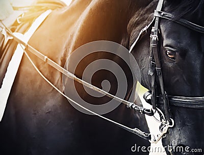 Portrait of a black horse with a bridle on its muzzle, illuminated by bright sunlight Stock Photo