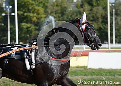 Portrait of a black horse trotter breed in motion on hippodrome. Stock Photo