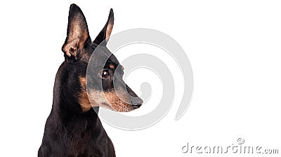 Portrait of a black male German Pinscher dog Stock Photo