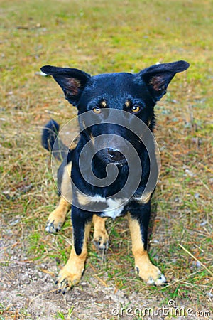 Portrait of black nice mongrel Stock Photo