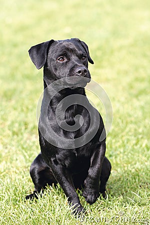 Portrait of black Patterdale Terrier dog Stock Photo