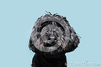 Portrait black poodle puppy dog with sweet eyes looking at camera. Isolated on blue pastel background Stock Photo