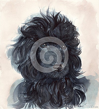 Portrait of the black poodle puppy Stock Photo