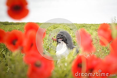 Portrait of black poodle, who is hidding in poppy seed. Stock Photo