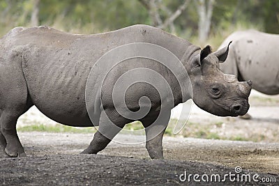 Portrait of black rhino Stock Photo