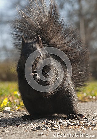 Portrait of Black Squirrel Stock Photo