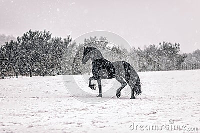 Portrait of black stallion in winter. Stock Photo